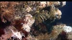 An abundance of crinoids and corals in deepwater