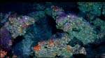 Deep reef habitat in the northwestern Gulf of Mexico