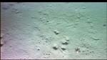 A crab and several critter tracks on the muddy sea floor