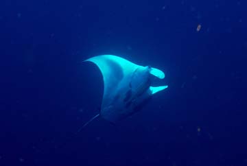 Manta ray swimming from left to right through deep blue water.  Mantas wings are raised up showing it's underbelly markings.
