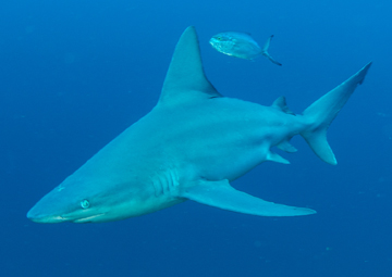Sandbar Shark (Carcharhinus plumbeus)