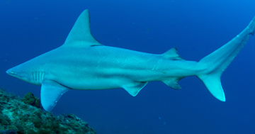 Sandbar shark (Carcharhinus plumbeus)