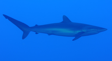 Silky Shark (Carcharhinus falciformis)