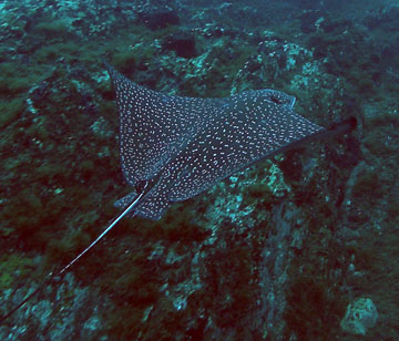 A spotted eagle ray swimming past rocky outcroppings on the wall at Stetson Bank