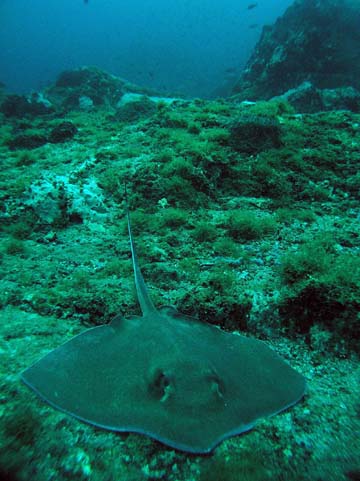 A southern stingray resting on the seafloor at Stetson Bank. Tufts fo green algae dot the surroundings and rocky outcroppings are visible in the background.