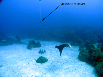 A manta ray swims over a sand flat surrounded by coral reefs.  In the sand flat is a round object with a buoy line suspended above. A cylindrical receiver is attached to the buoy line above reef height.