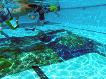 Life size images of the reef, printed on canvas, lying on the bottom of a pool with students snorkeling overhead