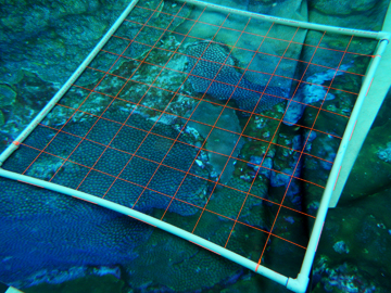 Research quadrat (pvc frame with string grid pattern) laid on top of canvas coral reef images on the bottom of a pool