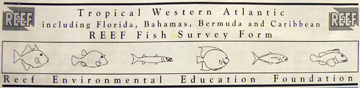 Heading of the REEF fish survey form that includes outline images of several reef fish.