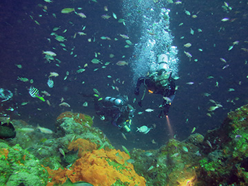 Two divers swimming amid a cloud of fish at Stetson Bank