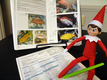 Elf doll sitting with a fish survey scantron form and a fish id book