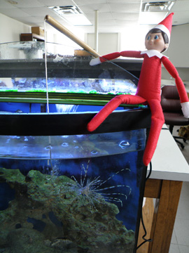 Elf doll holding a fishing pole with the hook dangling into a fish tank housing a small lionfish.