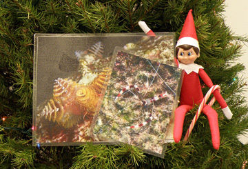 Elf doll sitting on Christams tree branches holding a candy cane and some images of Christmas tree worms and banded coral shrimp