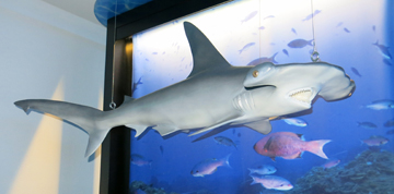 Scalloped Hammerhead Shark model