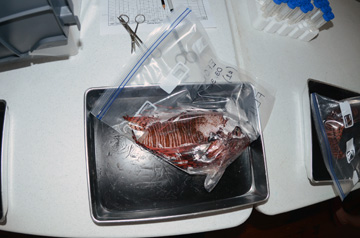 Dead lionfish in a gallon ziploc bag sitting in a metal tray.