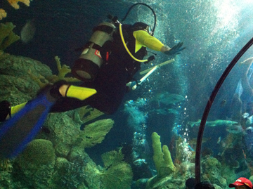 A diver wearing a black and yellow wetsuit in the in the Caribbean exhibit at Moody Gardens