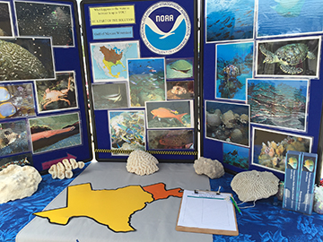A close up view of a table top display of sanctuary images accompanied by coral skeletons for visitors to touch