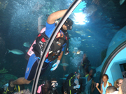 A student diver swimming over the glass tunnel in the aquarium exhibit.