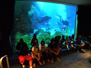 Divers swiming in the aquarium with the rest of the group seated in front of the viewing panel.