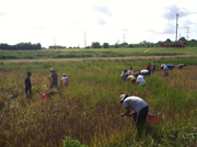 People planting marsh grasses.
