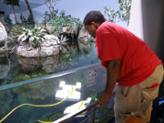A student looking over the glass panel to watch the ROV in the aquarium exhibit.
