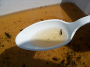 A small water animal on display in a large spoon full of water.