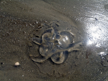 Close up image of a jelly lying on the beach.