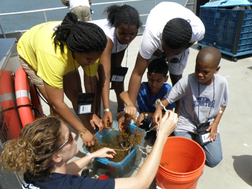 Students sorting through a tub full of water and sargassum.