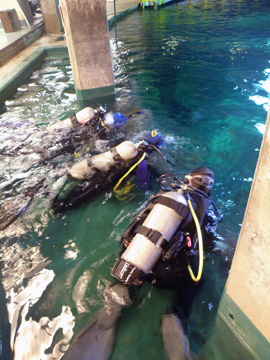 Scuba divers face down in the water at the top of Moody Gardens Caribbean exhibit, waiting to dive down.