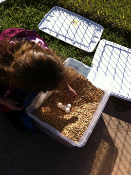 A girl digging in a bin full of cat litter to bury some pingpong balls.