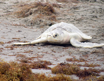Sea turtle crawling across beach toward sargassum at water's edge