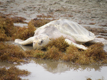 Kemp's ridley sea turtle crawling through sargassum to the water