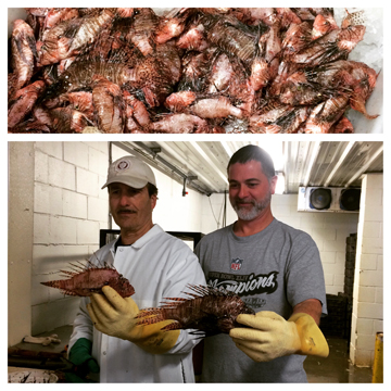 Two pictures in one. Top picture shows piles of dead lionfish. Bottom picture shows two men holding lionfish they are getting ready to fillet.