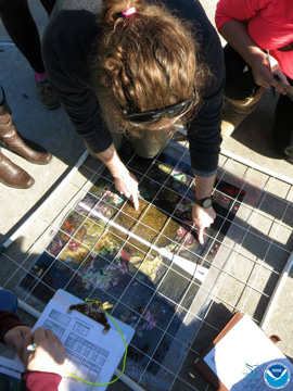 A man identifying species of coral in pictures laying on the ground under a survey quadrat as he teaches students the survey technique