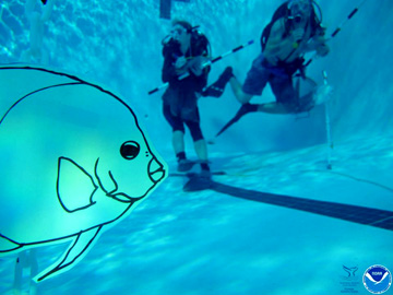 A laminated fish drawing floating underwater in a swimming pool with scuba divers in the background.