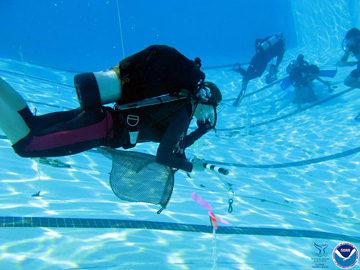 Underwater view of four divers practicing fish surveys in a pool.