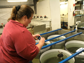 A woman taking pictures of a sea turtles in holding tanks