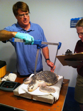 Fisheries person measuring a sea turtle carapace while another person writes down the information