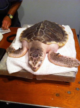 A Kemp's Ridley sea turtle resting on a scale