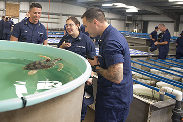 Two men and a woman look at a loggerhead sea turtle ina large tank of water at the turtle barn