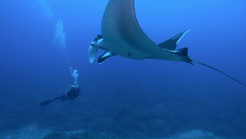 Diver swimming below manta ray near coral reef