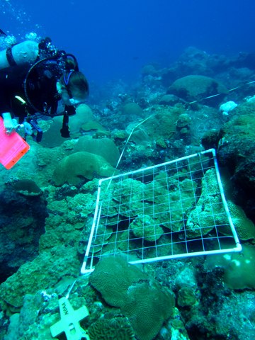A diver observing a quadrat placed on the reef.