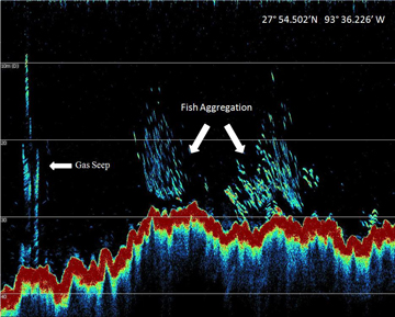 Color interpretation of acoustic signals with a thick red line outlining the shape of the sea floor and light blue marks indicating fish or a gas seep.