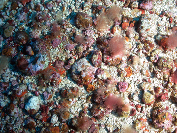Rocky nodules on the sea floor covered in purplish coralline algae.
