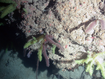 Bottlebrush shaped black corals in green and white variations on the deep sea floor.
