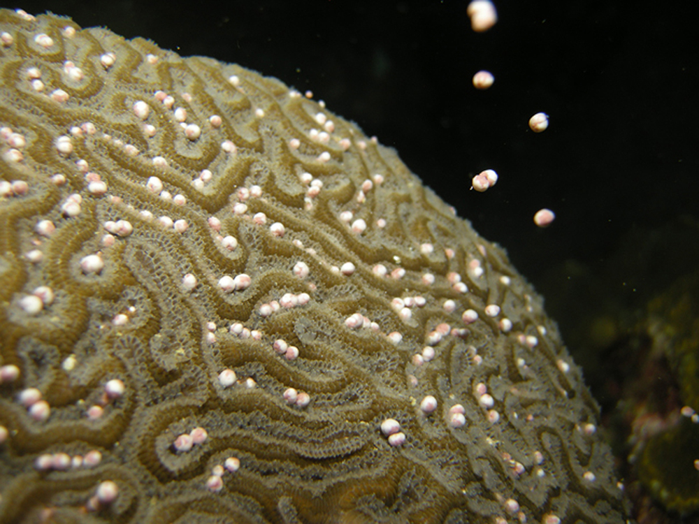 Small, BB-like spheres nestled in the channels of a brain coral with a few floating up from the coral head during spawning