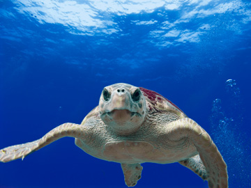 Loggerhead sea turtle floating in bright blue water and looking straight at the camera.