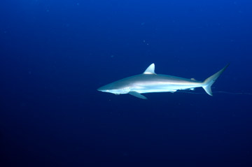 A silky shark swimming in open blue water