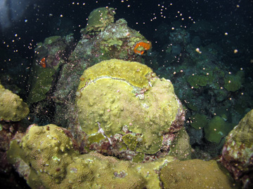 A round colony of star coral spawning underwater.
