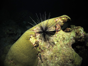 A spiny urchin sitting atop a coral colony at night.